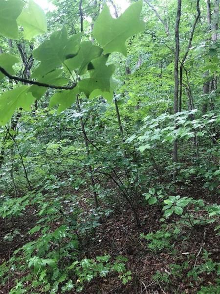Hidden Creek