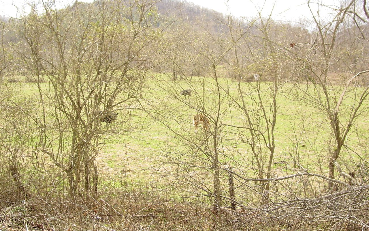 Owl Creek Road