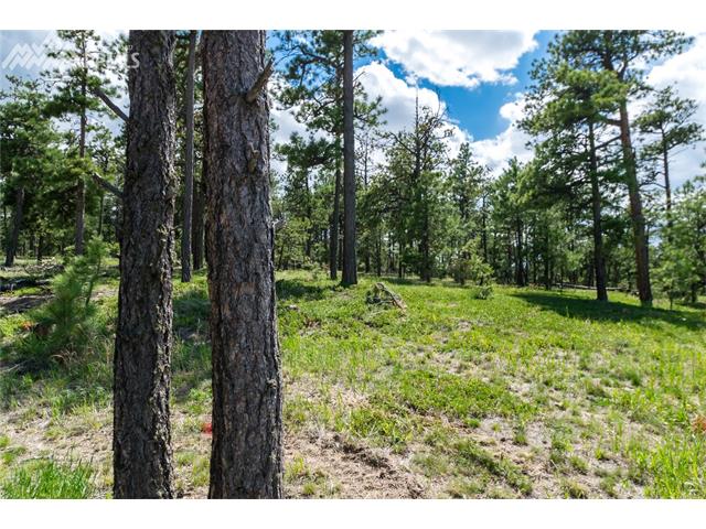 19325 Hilltop Pines Path